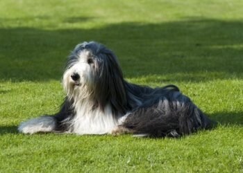 Pawsitively Perfect: Unleashing Your Dog’s Potential at the Best Dog School Near Me