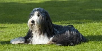 Pawsitively Perfect: Unleashing Your Dog’s Potential at the Best Dog School Near Me