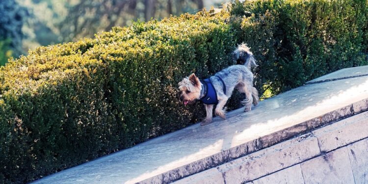 Cozy Canine Couture: The Ultimate Guide to Stylish Puppy Sweaters