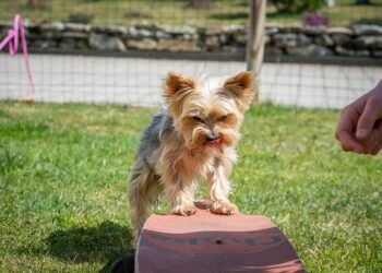 Pawsitive Progress: Discovering Therapy Dog Training Near You