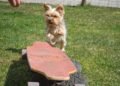 The Ultimate Dog Training Camp: Transforming Fido into a Canine Superstar Right in Your Backyard!