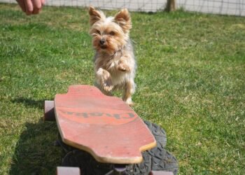 The Ultimate Dog Training Camp: Transforming Fido into a Canine Superstar Right in Your Backyard!