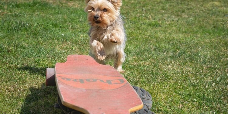 The Ultimate Dog Training Camp: Transforming Fido into a Canine Superstar Right in Your Backyard!