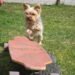 The Ultimate Dog Training Camp: Transforming Fido into a Canine Superstar Right in Your Backyard!