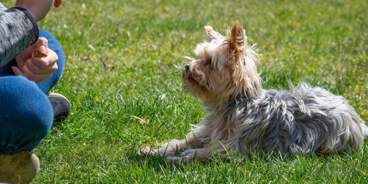 Mastering Dog Potty Training: Find Expert Help Near Me Today!