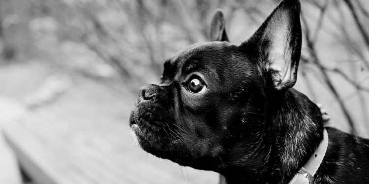 Mini Marvels: The Ultimate Guide to Small Dog Collars