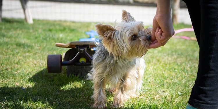 Mastering the Art of Dog Potty Training: Find Expert Help Near You!