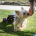 Mastering the Art of Dog Potty Training: Find Expert Help Near You!