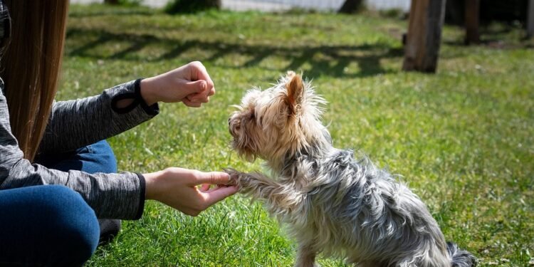 Pawsitively Perfect: The Benefits of Dog Socialization Classes