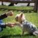 Pawsitively Perfect: The Benefits of Dog Socialization Classes
