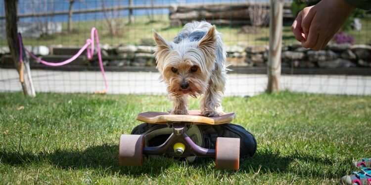 Pawsitive Progress: Unleashing Your Dog’s Potential with Training Classes Near You