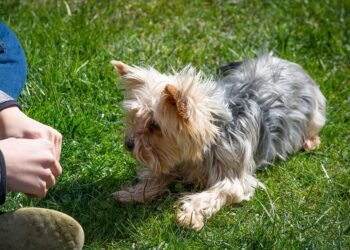 Unleash Your Dog’s Potential: Join the Best Training Camp Near You Today!