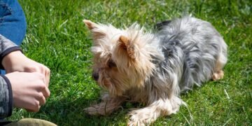 Unleash Your Dog’s Potential: Join the Best Training Camp Near You Today!