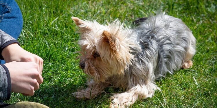 Unleash Your Dog’s Potential: Join the Best Training Camp Near You Today!