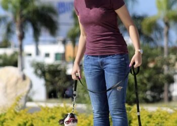 Budget-Friendly Pawsitive Training: Affordable Solutions for Your Canine Companion