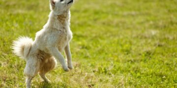 Unleash Your Dog’s Potential: Top-rated Training Schools Near Me