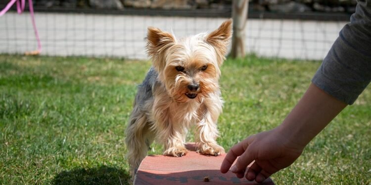 Unleash Your Dog’s Potential: Top-rated Training Classes Near You!