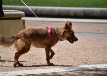 Master Your Pup’s Potential: Unleash Success at Our Local Dog Training Camp!