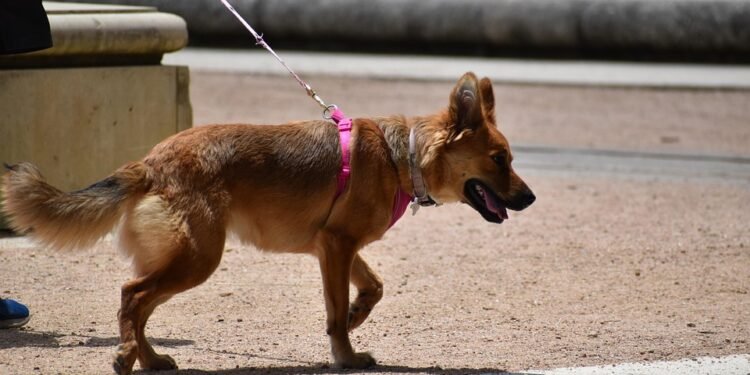 Master Your Pup’s Potential: Unleash Success at Our Local Dog Training Camp!