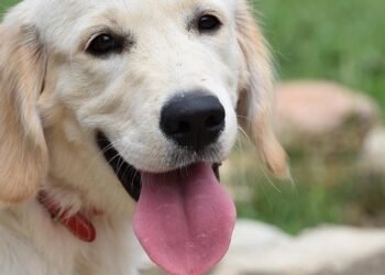 Paws and Pals: Unleashing the Power of Dog Socialization Classes