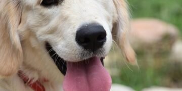 Paws and Pals: Unleashing the Power of Dog Socialization Classes