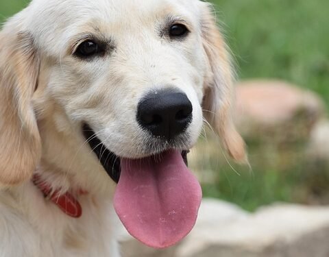 Paws and Pals: Unleashing the Power of Dog Socialization Classes