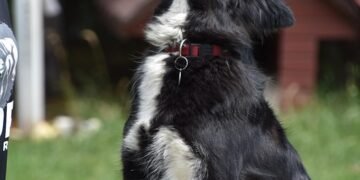 Find Your Perfect Paws-onal Trainer: Therapy Dog Training Near You!