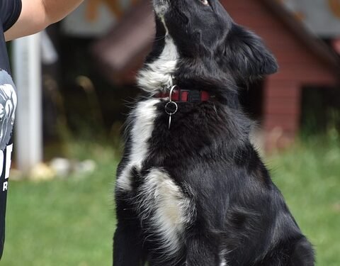 Find Your Perfect Paws-onal Trainer: Therapy Dog Training Near You!