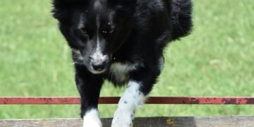 Paws and Play: Unleashing the Power of Dog Socialization Classes