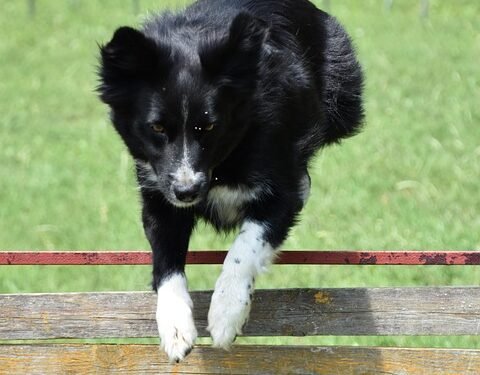 Paws and Play: Unleashing the Power of Dog Socialization Classes