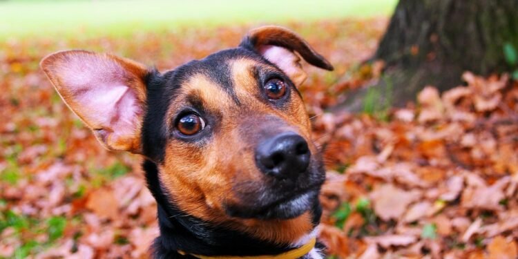 Pawsonalized Pup Style: Custom Dog Collars for Your Furry Friend