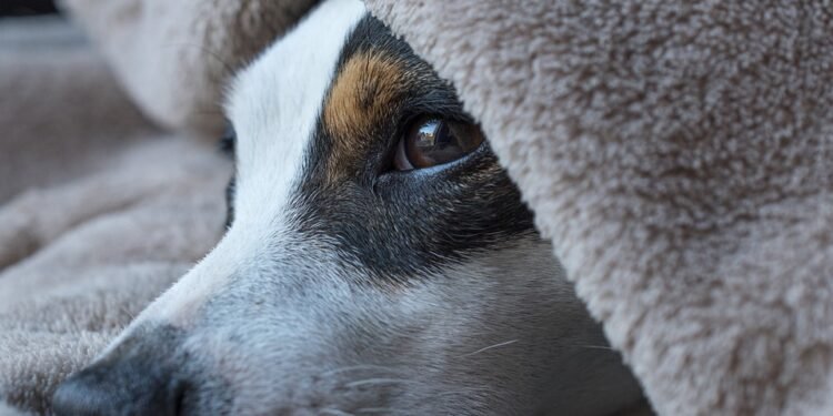 The Top Dog Training Schools in Your Area: Unleash Your Pup’s Potential Today!