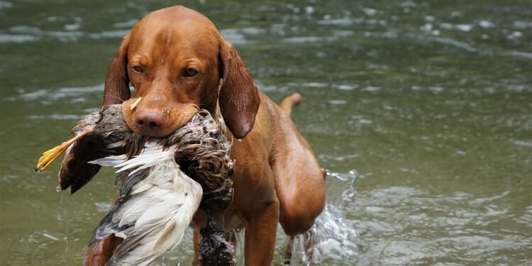 Pawsitive Connections: Unleashing Your Dog’s Social Butterfly with Our Socialization Classes