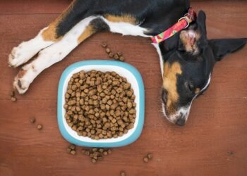 Gentle Giants: The Top Dog Food for Sensitive Stomachs
