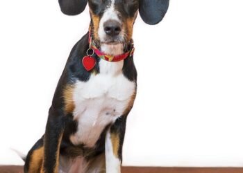 Healthy and Happy: The Best Soft Foods for Senior Dogs with No Teeth