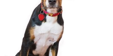 Healthy and Happy: The Best Soft Foods for Senior Dogs with No Teeth