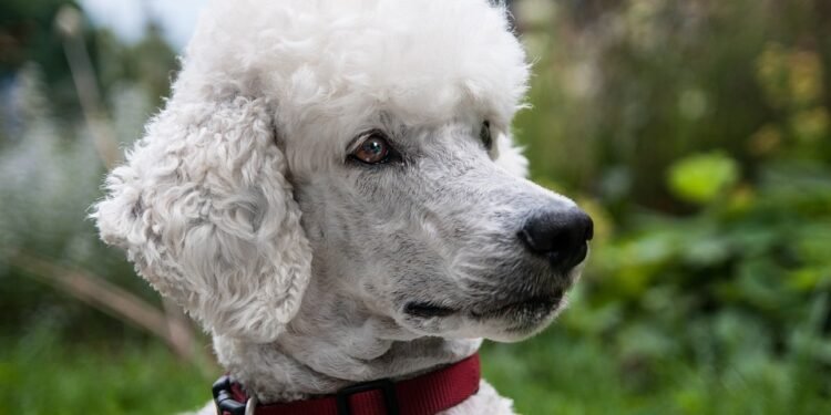 Pampered Pooches: The Ultimate Guide to Personalized Dog Collars