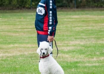 Pawsitive Connections: Unlocking Your Dog’s Social Potential Through Socialization Classes