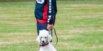 Pawsitive Connections: Unlocking Your Dog’s Social Potential Through Socialization Classes