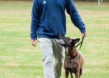 Paw-sitive Progress: Unleashing Your Dog’s Potential with Local Training Classes