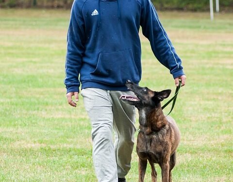 Paw-sitive Progress: Unleashing Your Dog’s Potential with Local Training Classes