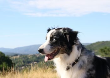 The Ultimate Guide to Choosing and Caring for Your Leather Dog Collar: A Stylish and Durable Accessory for Your Furry Friend