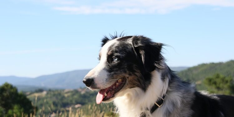 The Ultimate Guide to Choosing and Caring for Your Leather Dog Collar: A Stylish and Durable Accessory for Your Furry Friend