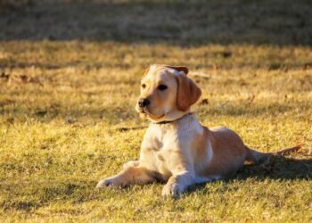 Unlock Your Pup’s Potential: Free Dog Training Near You!