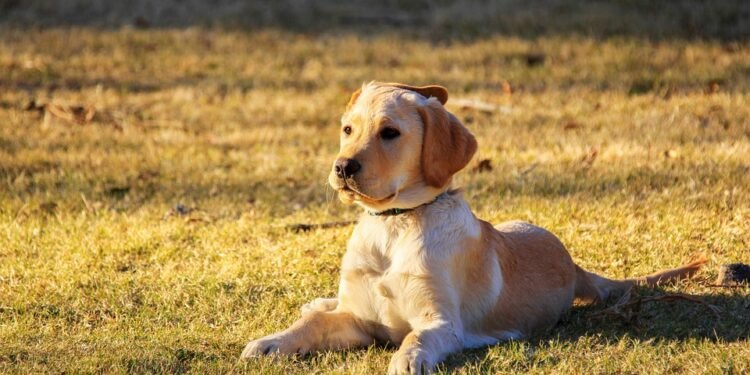 Unlock Your Pup’s Potential: Free Dog Training Near You!