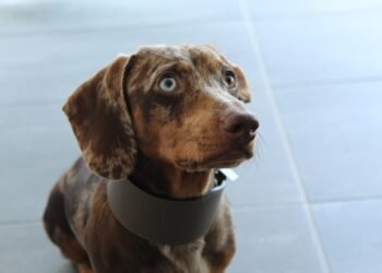 Unleash Your Style: The Ultimate Guide to Stylish Dog Chains