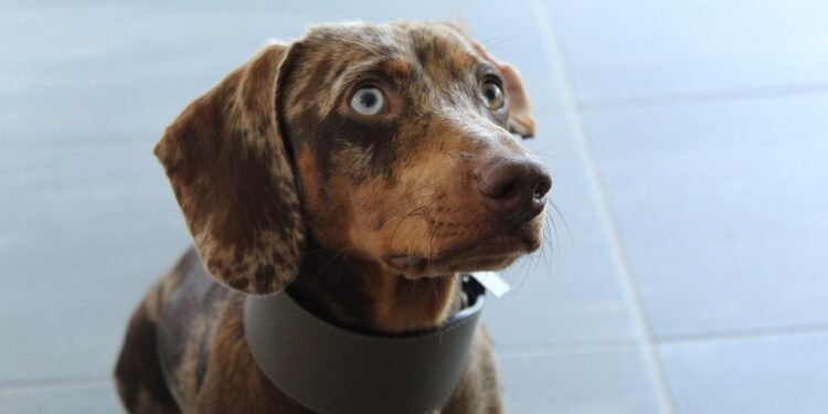 Unleash Your Style: The Ultimate Guide to Stylish Dog Chains