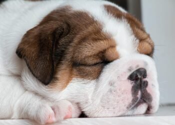 Unleash Your Dog’s Potential: Discover the Best Training Classes Near You!