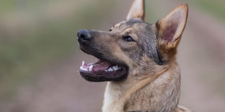 Accessorize in Style: The Best Designer Dog Collars for Your Pup