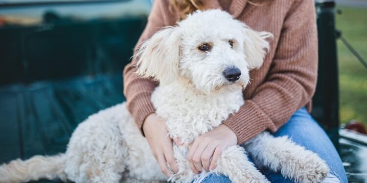 The Secret to a Well-Behaved Pup: Private Dog Training Unleashed